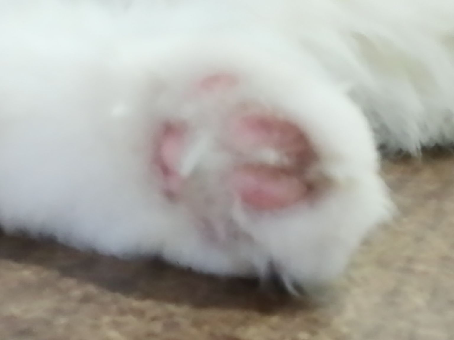 猫图片|宠物猫|猫咪|