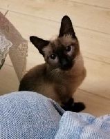 猫图片|宠物猫|猫咪|