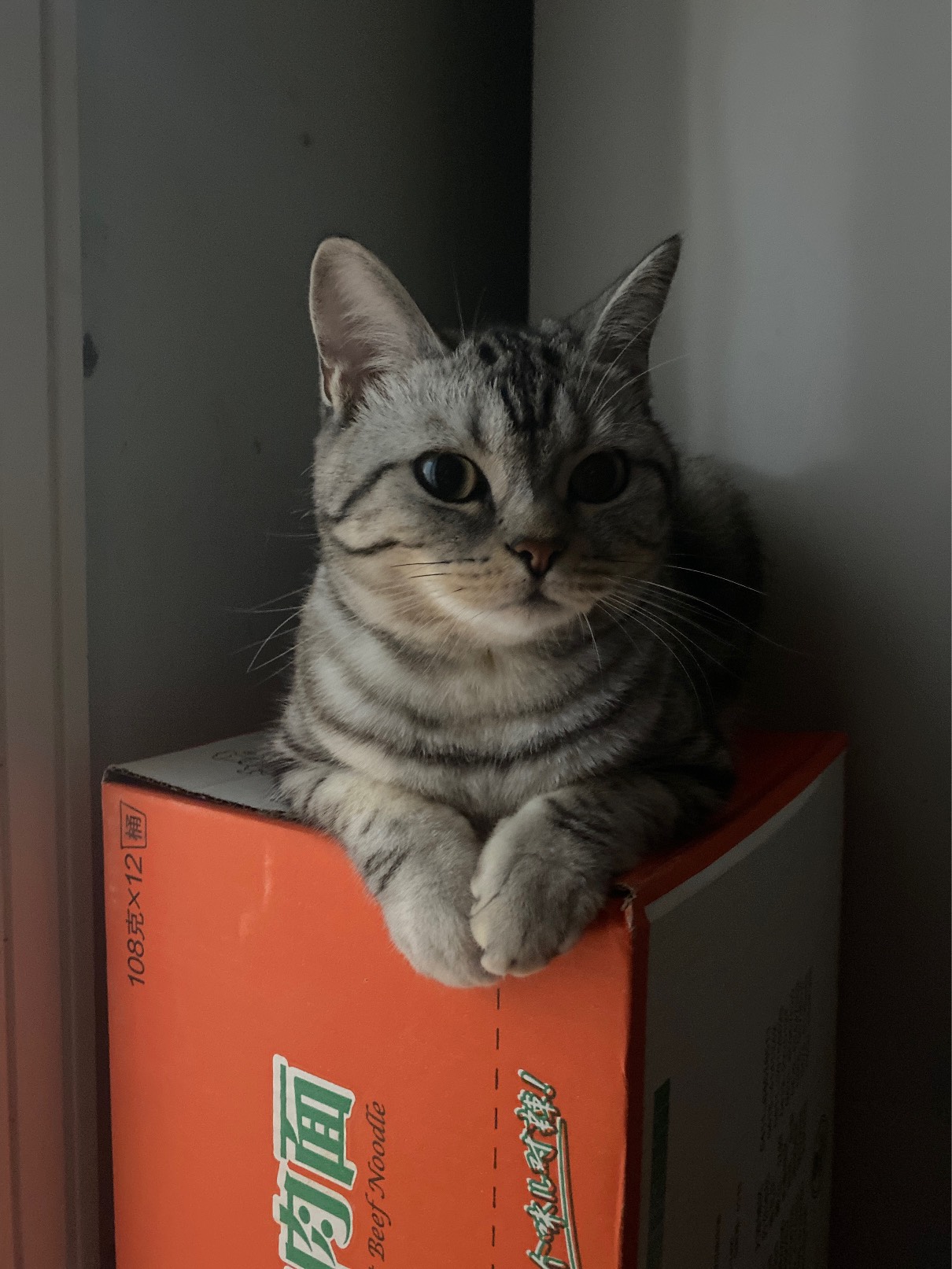 猫图片|宠物猫|猫咪|