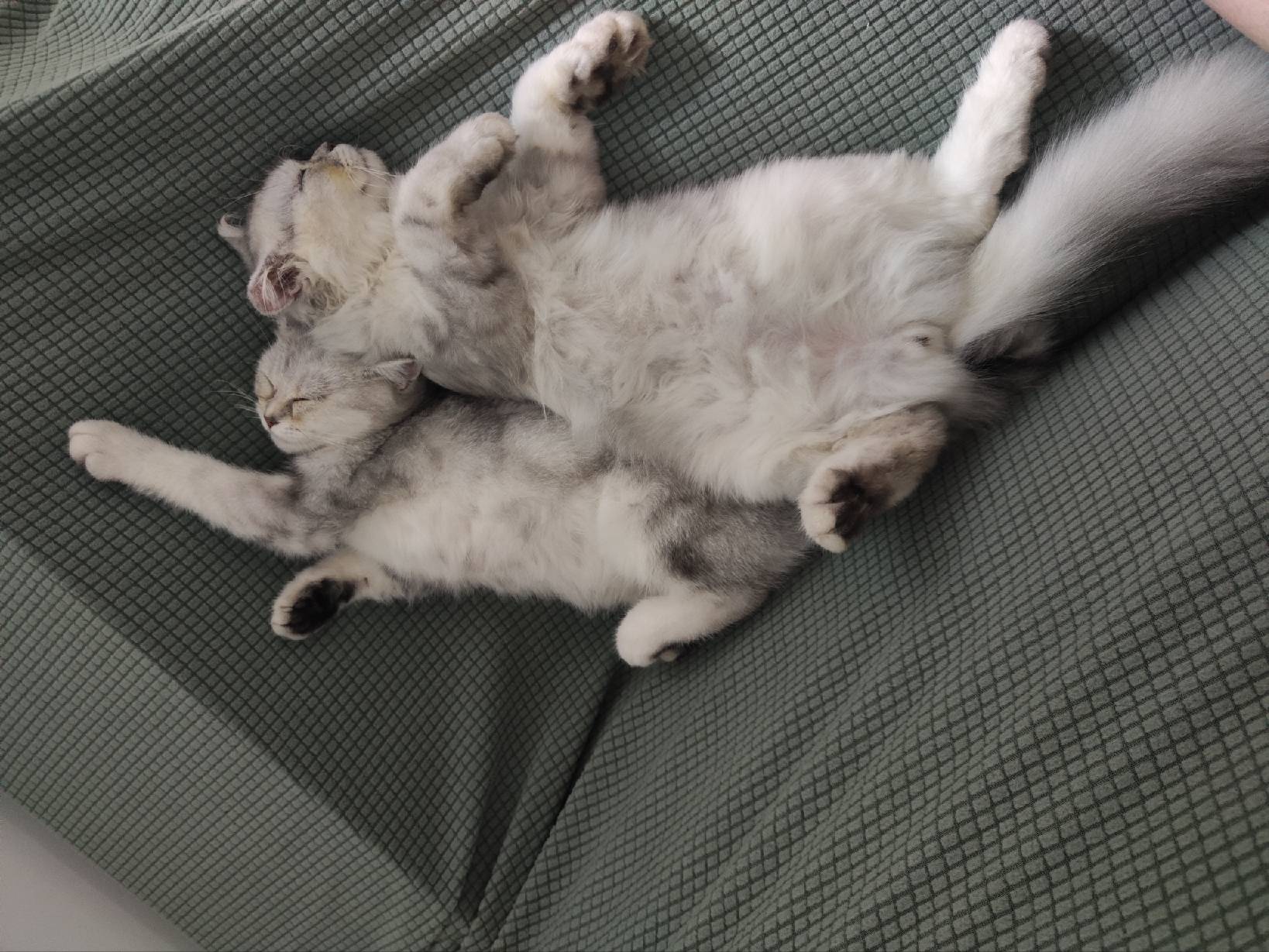 猫图片|宠物猫|猫咪|