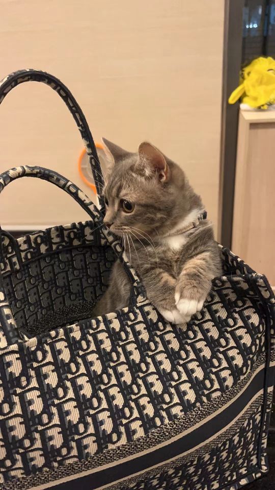 猫图片|宠物猫|猫咪|