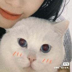 猫图片|宠物猫|猫咪|