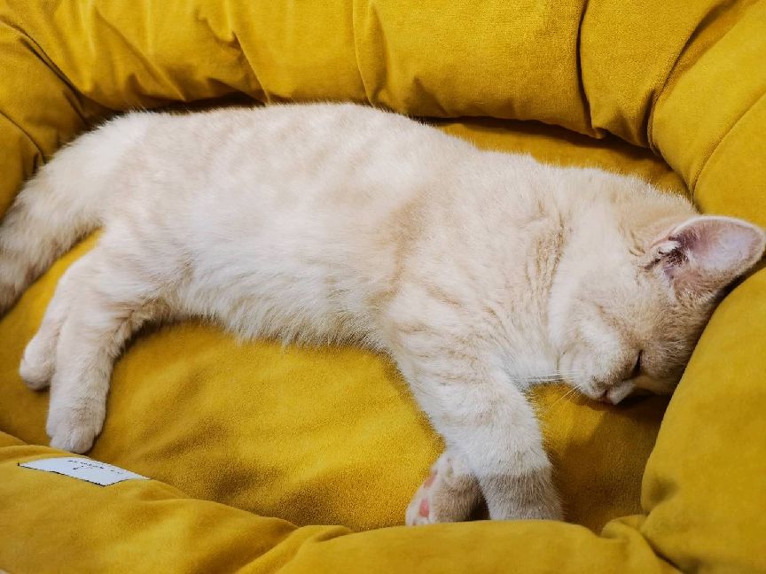 猫图片|宠物猫|猫咪|