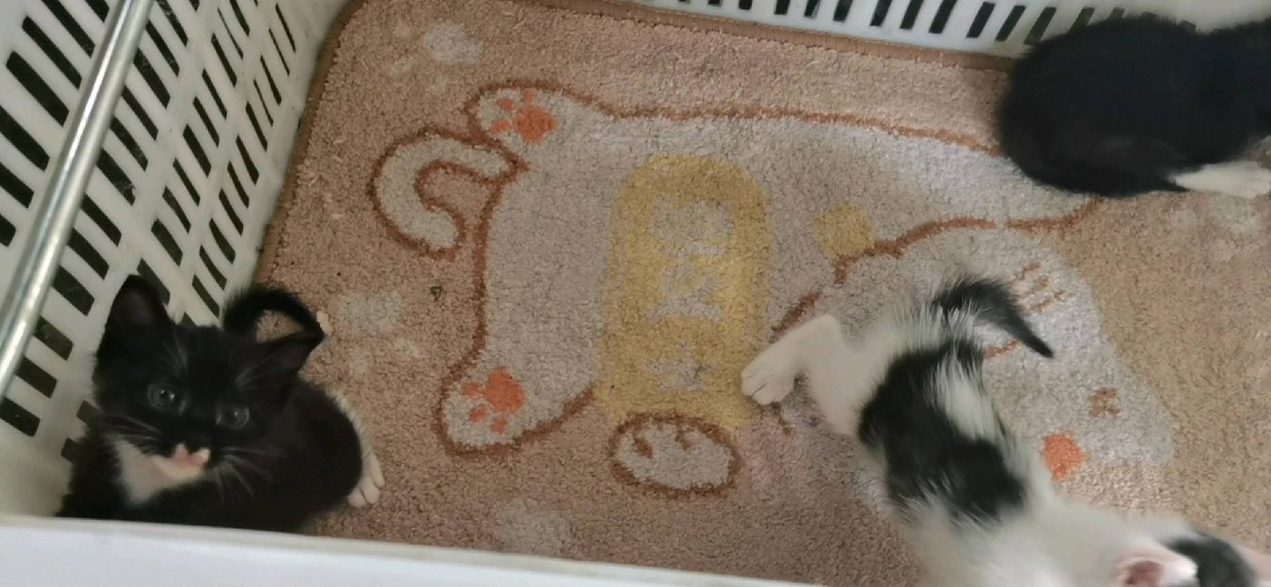 猫图片|宠物猫|猫咪|