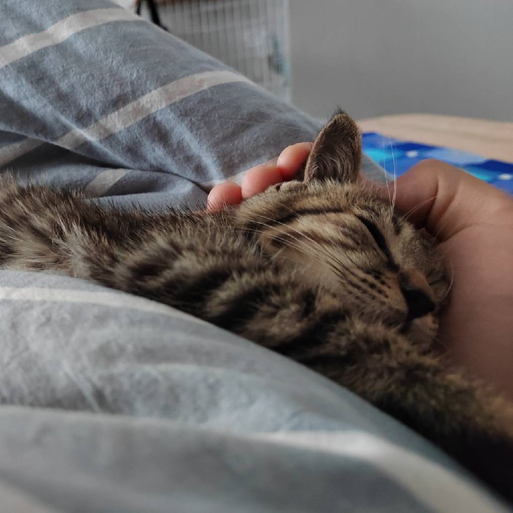 猫图片|宠物猫|猫咪|