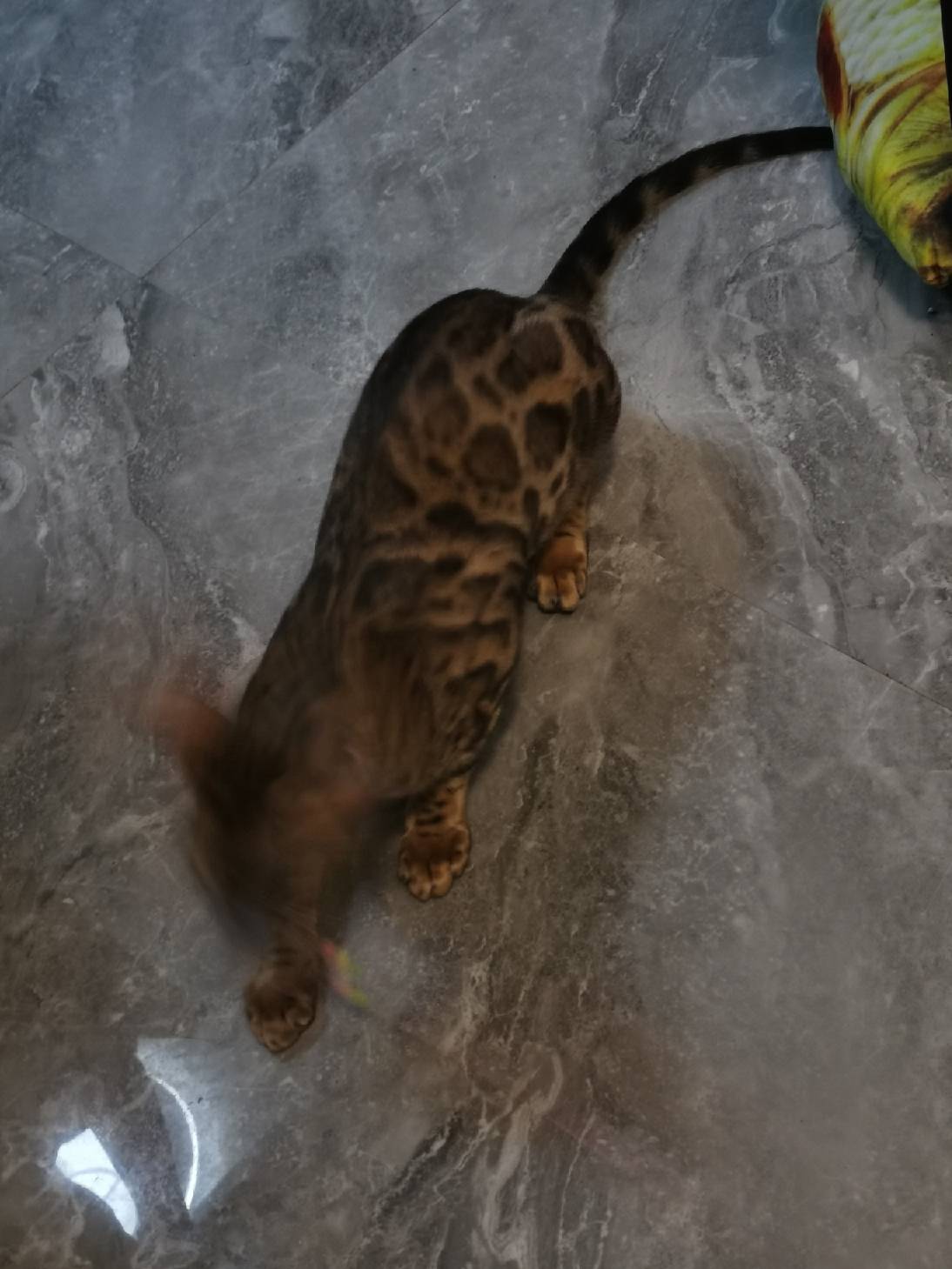 猫图片|宠物猫|猫咪|