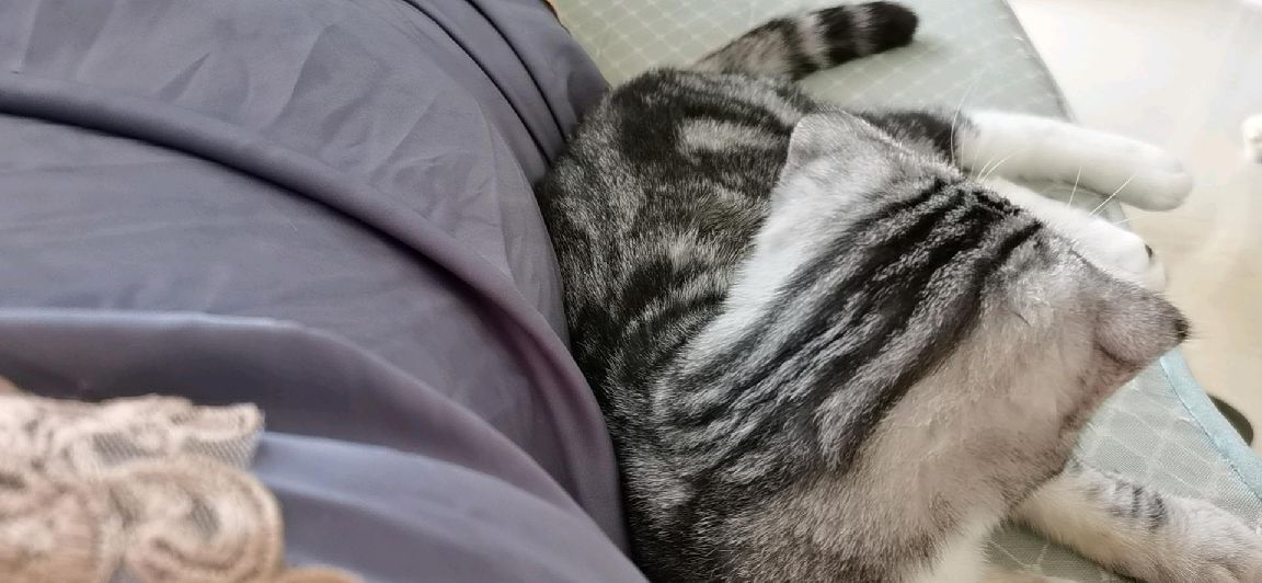 猫图片|宠物猫|猫咪|