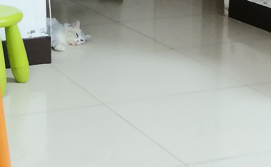 猫图片|宠物猫|猫咪|