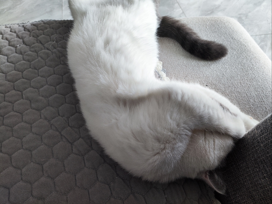 猫图片|宠物猫|猫咪|