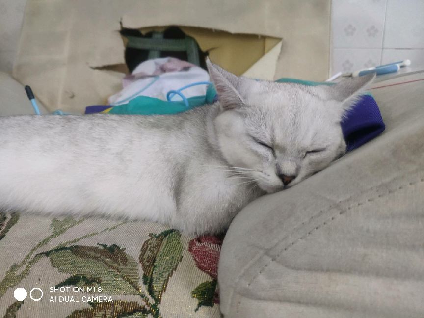 猫图片|宠物猫|猫咪|