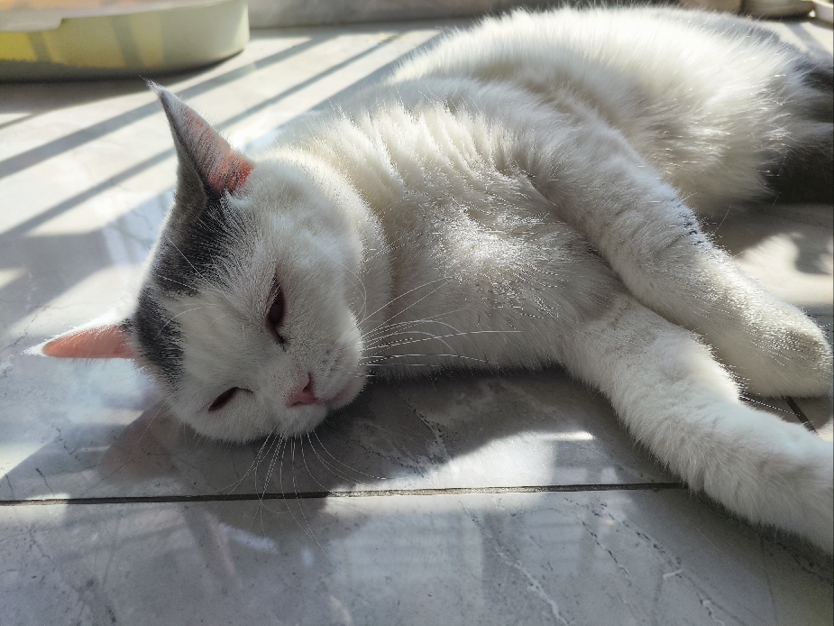 猫图片|宠物猫|猫咪|