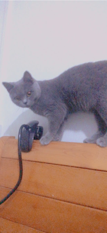 猫图片|宠物猫|猫咪|