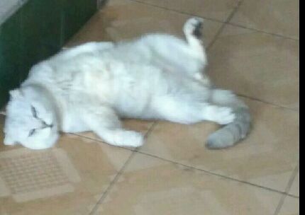 猫图片|宠物猫|猫咪|