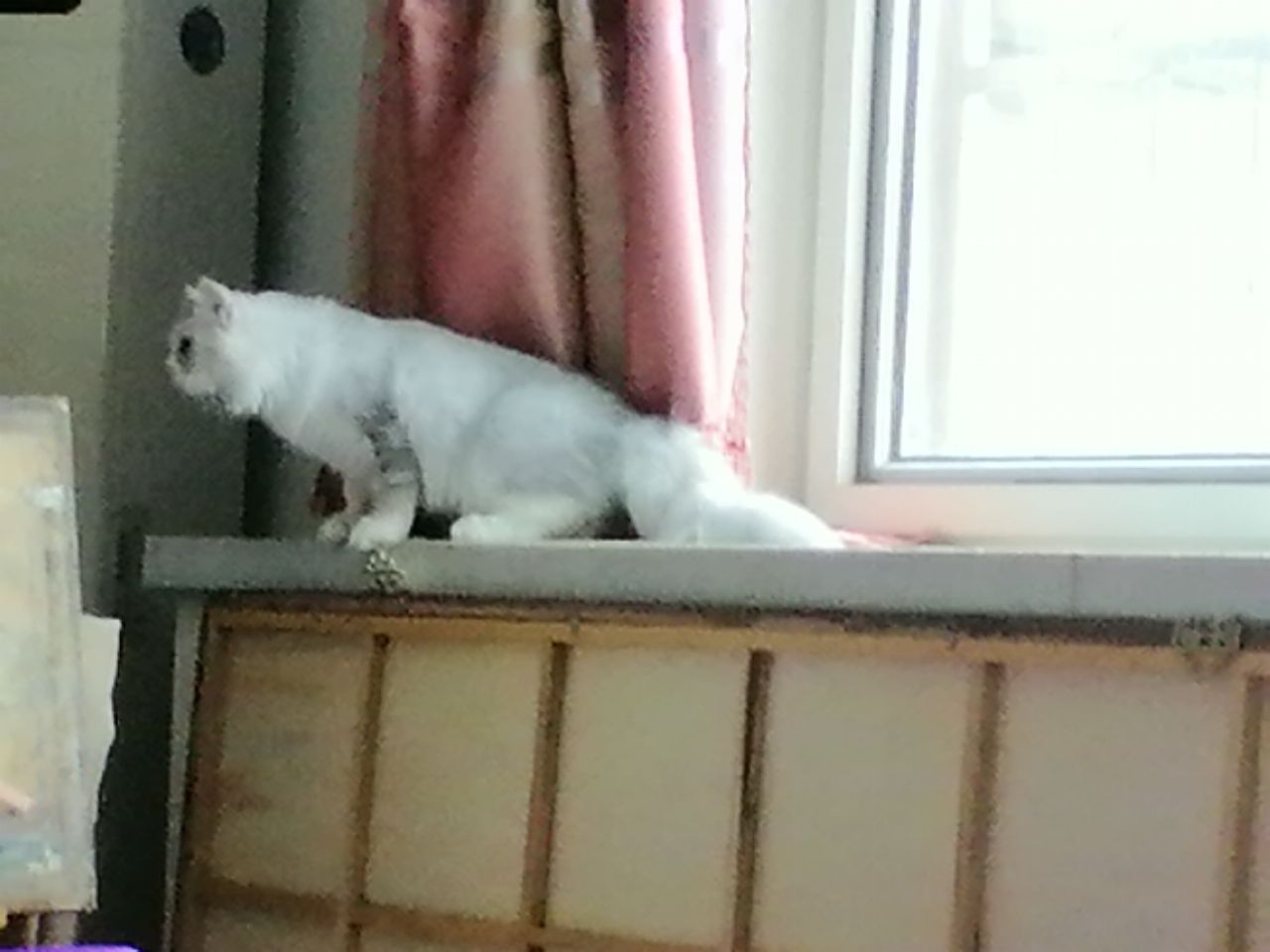 猫图片|宠物猫|猫咪|