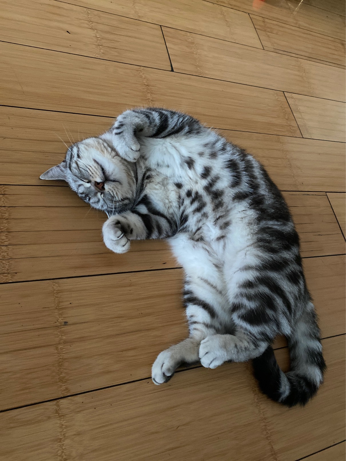 猫图片|宠物猫|猫咪|