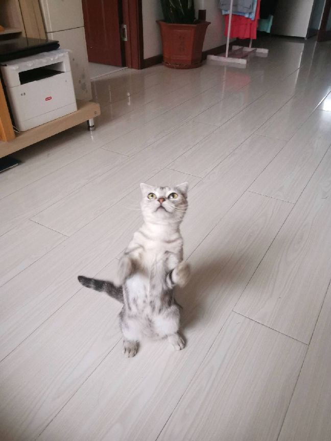 猫图片|宠物猫|猫咪|