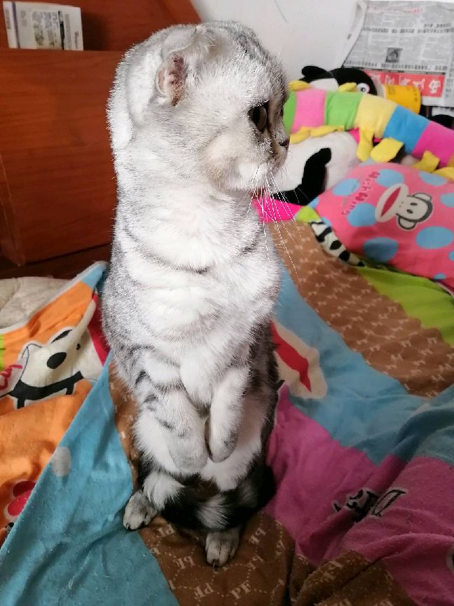 猫图片|宠物猫|猫咪|