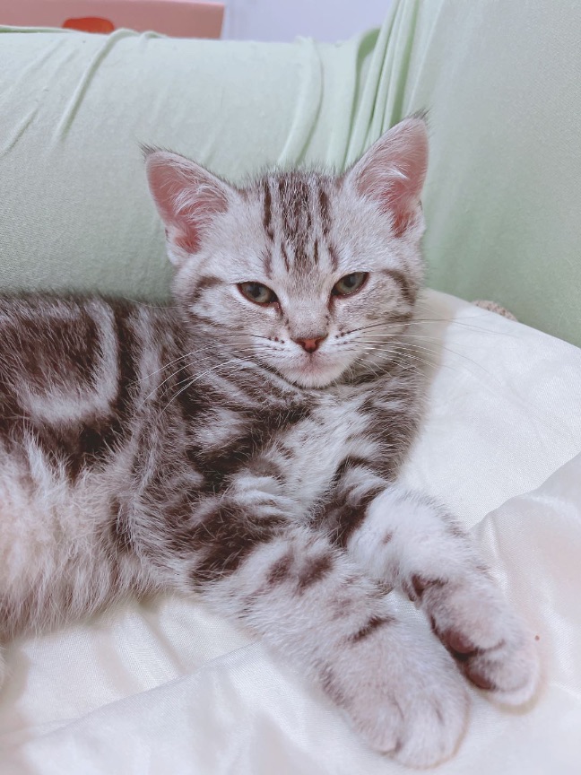 猫图片|宠物猫|猫咪|