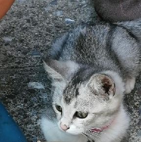 猫图片|宠物猫|猫咪|