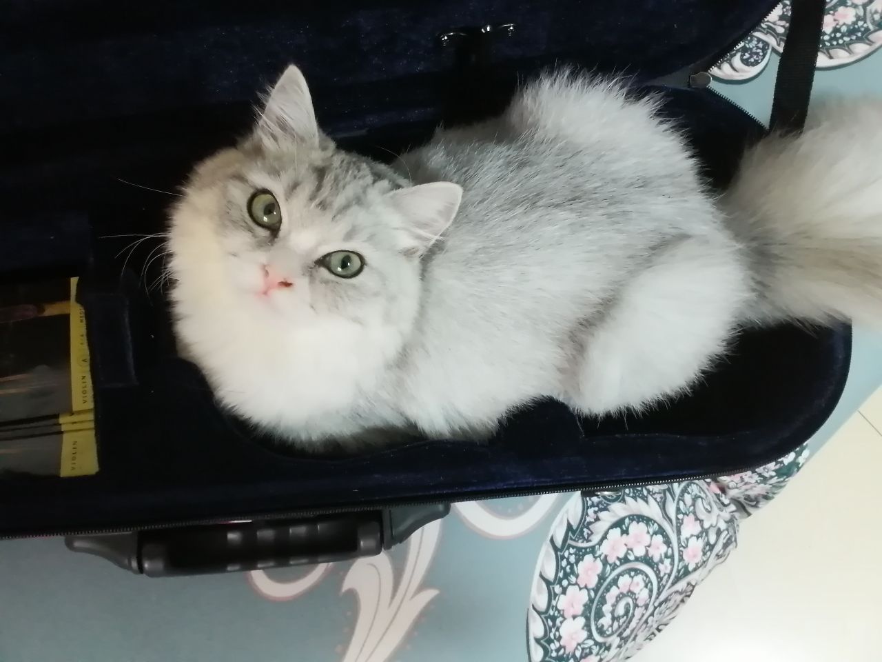 猫图片|宠物猫|猫咪|