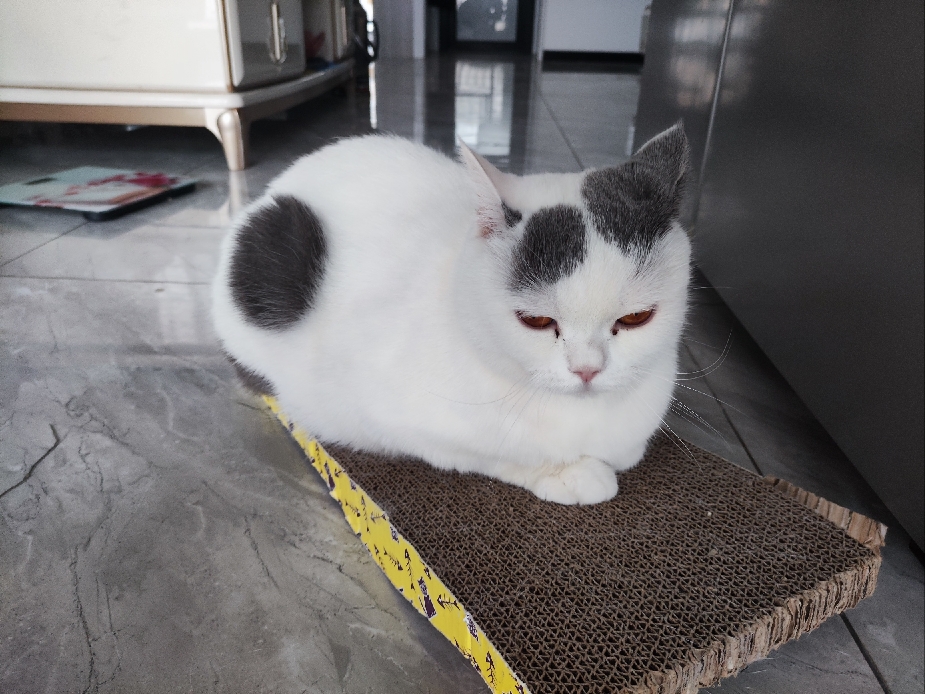 猫图片|宠物猫|猫咪|