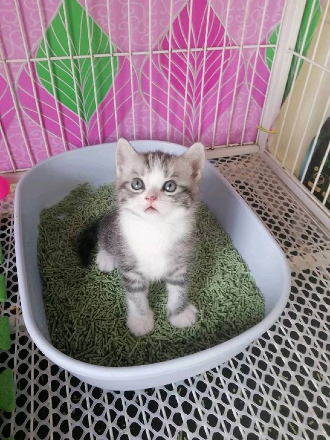 猫图片|宠物猫|猫咪|