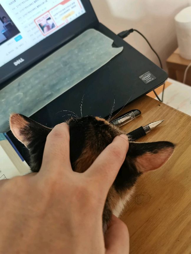 猫图片|宠物猫|猫咪|