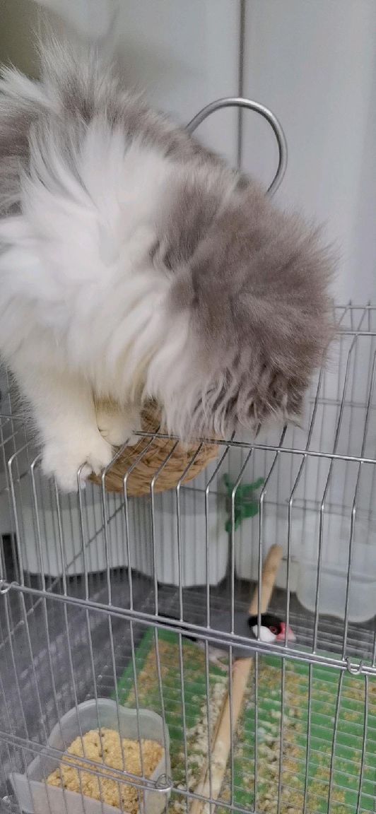 猫图片|宠物猫|猫咪|