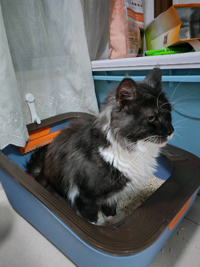 猫图片|宠物猫|猫咪|