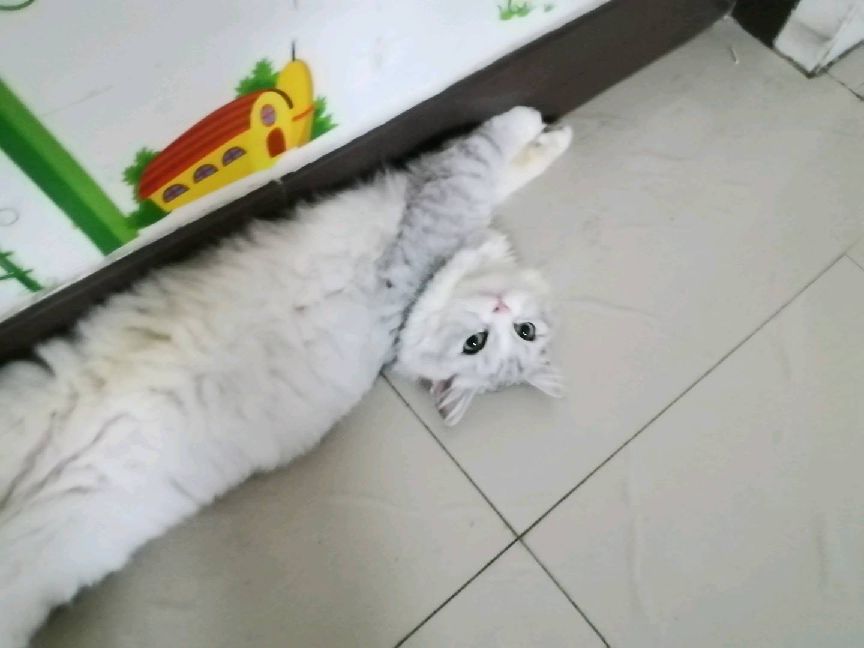 猫图片|宠物猫|猫咪|