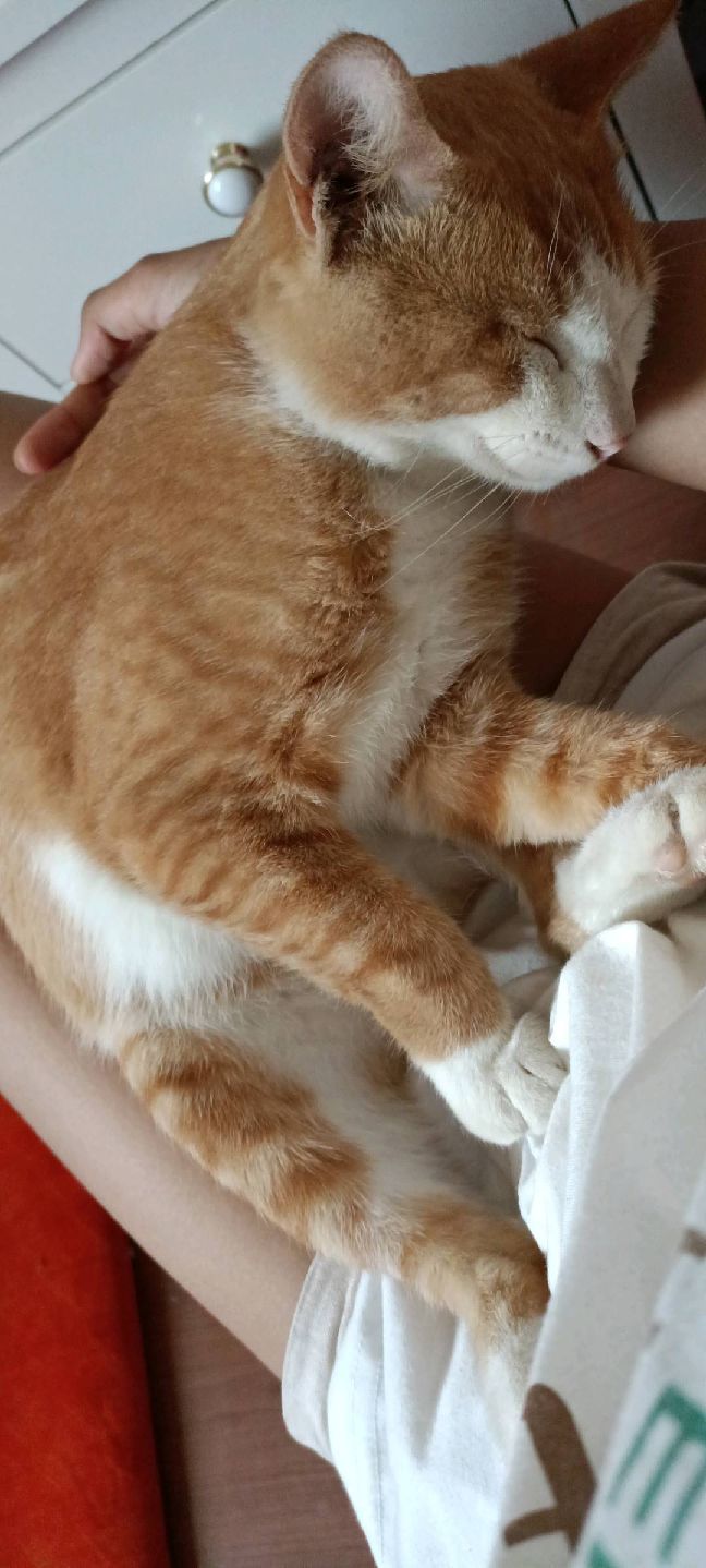 猫图片|宠物猫|猫咪|