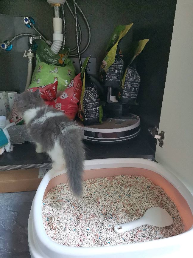 猫图片|宠物猫|猫咪|