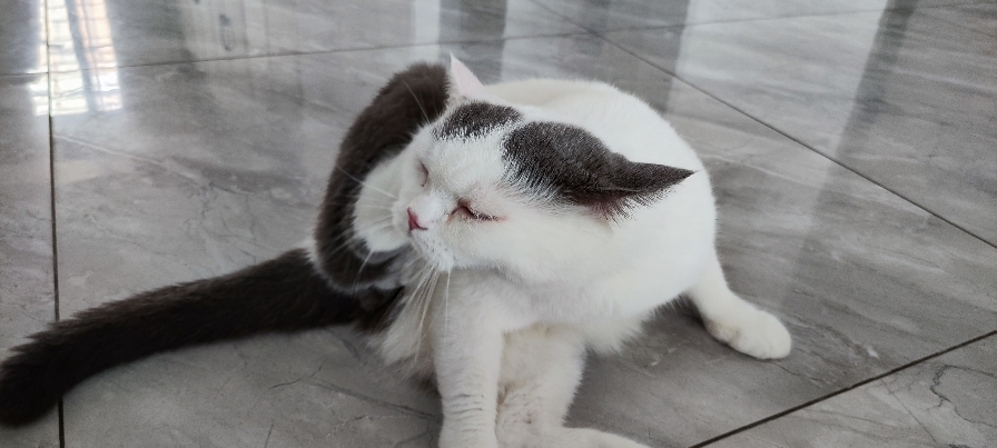 猫图片|宠物猫|猫咪|