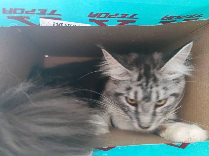 猫图片|宠物猫|猫咪|