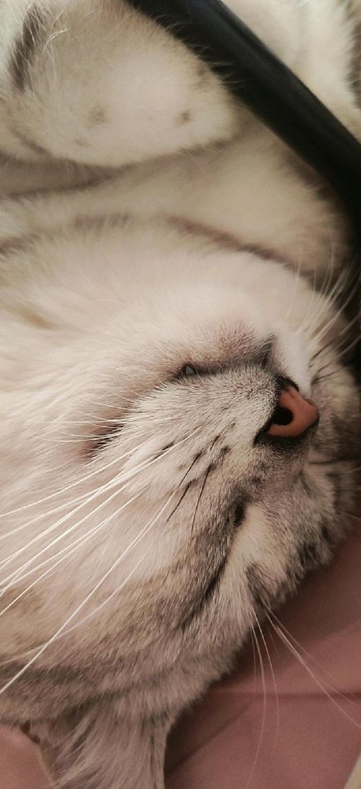 猫图片|宠物猫|猫咪|