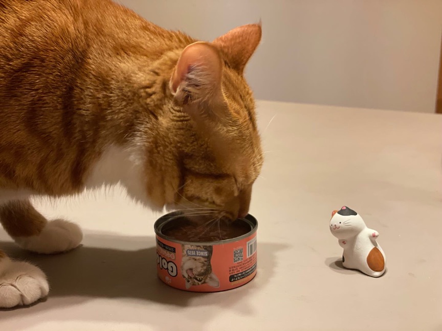 猫图片|宠物猫|猫咪|