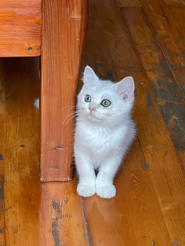 猫图片|宠物猫|猫咪|