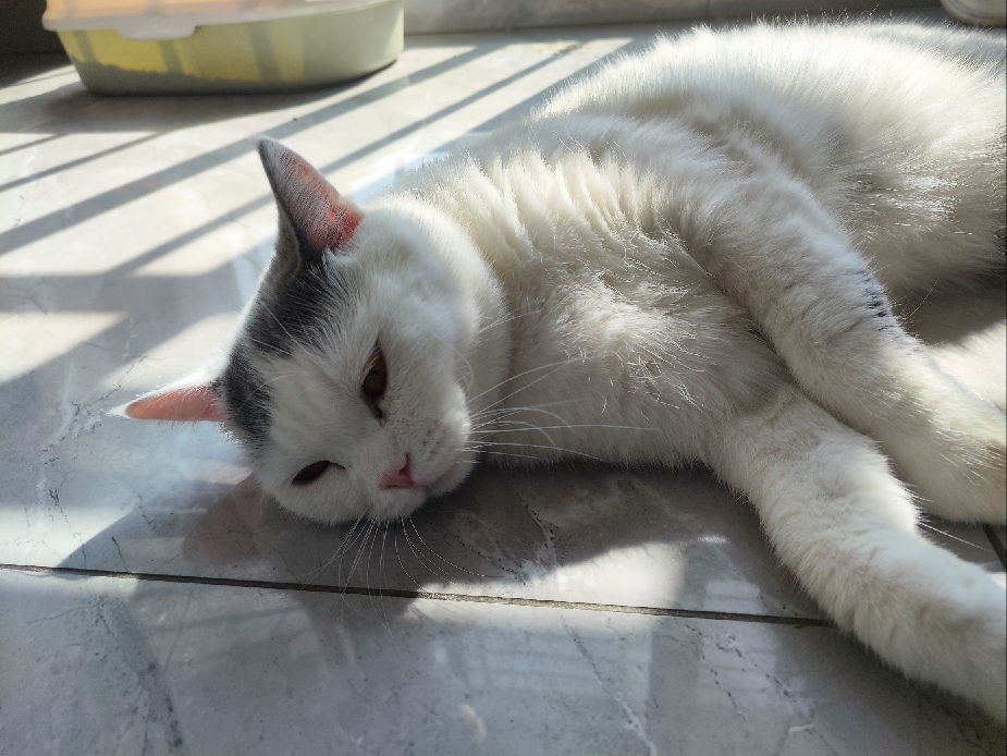 猫图片|宠物猫|猫咪|