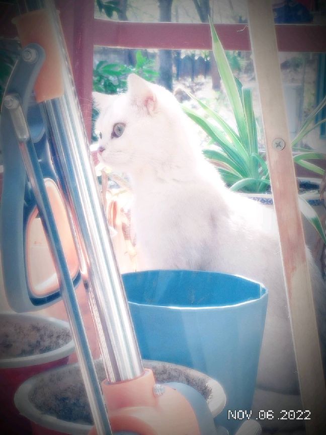 猫图片|宠物猫|猫咪|