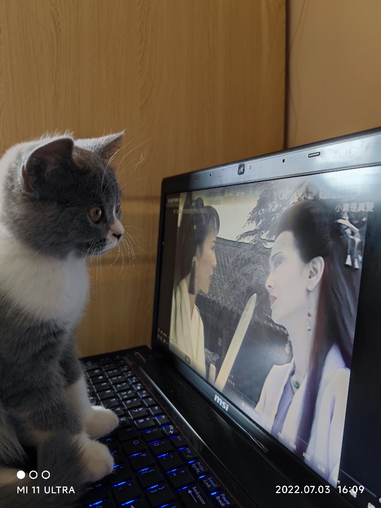 猫图片|宠物猫|猫咪|