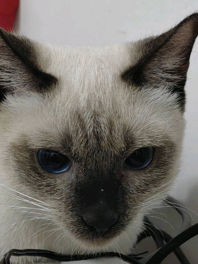 猫图片|宠物猫|猫咪|