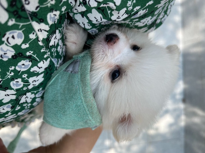 猫图片|宠物猫|猫咪|