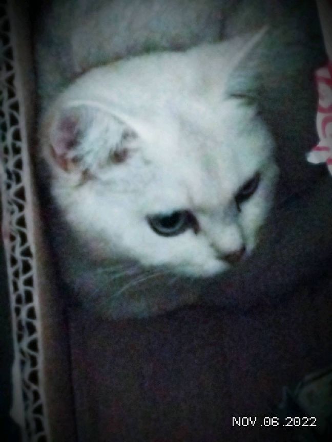 猫图片|宠物猫|猫咪|