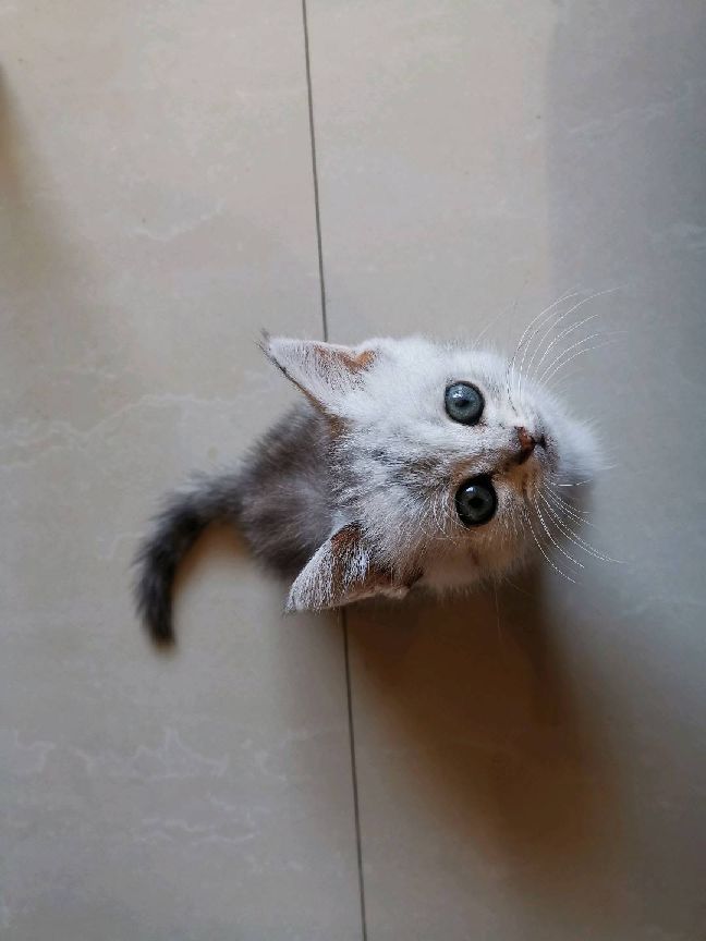 猫图片|宠物猫|猫咪|