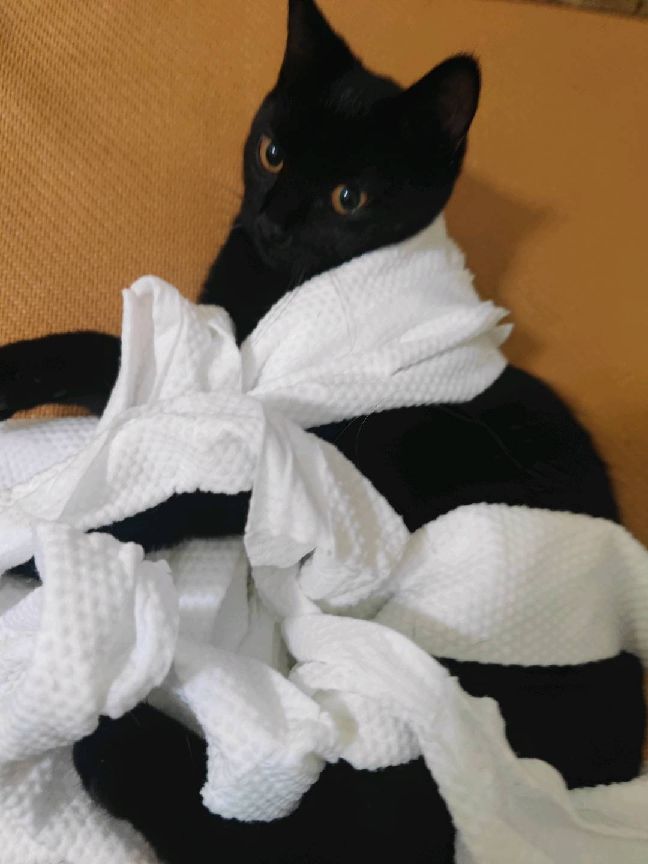 猫图片|宠物猫|猫咪|