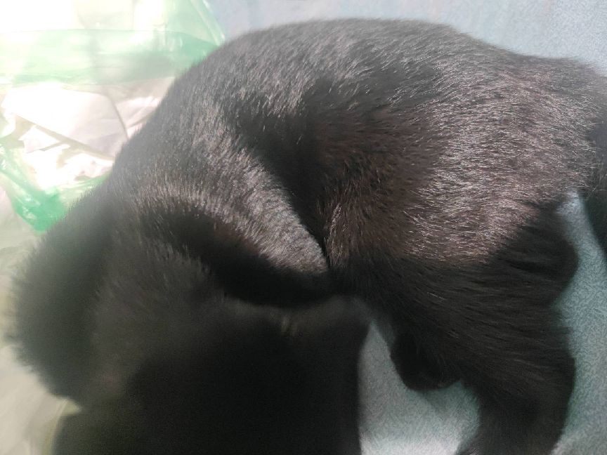 猫图片|宠物猫|猫咪|