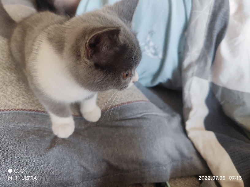 猫图片|宠物猫|猫咪|