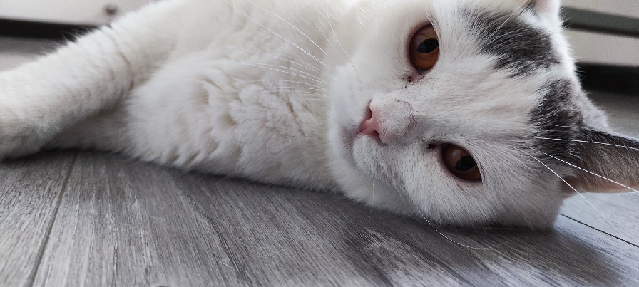 猫图片|宠物猫|猫咪|