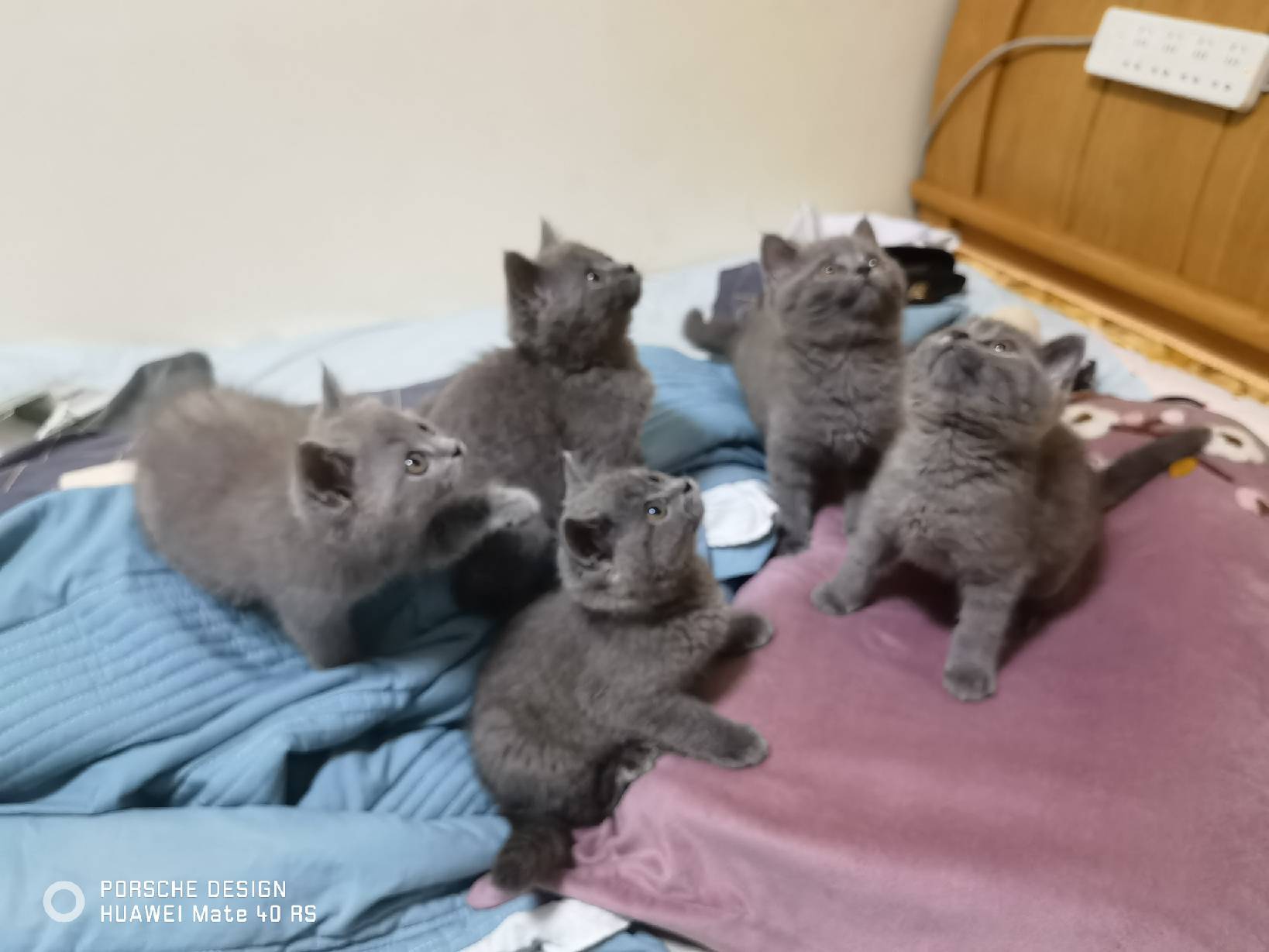 猫图片|宠物猫|猫咪|