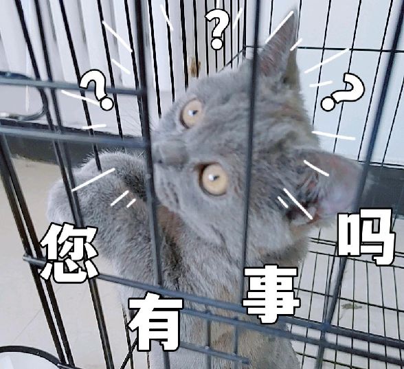 猫图片|宠物猫|猫咪|